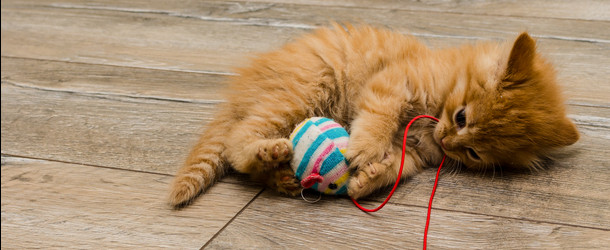 Why Smart Pet Products Are a Game-Changer for Pet Training and Enrichment